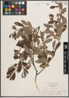 Foto von Salix cinerea L.